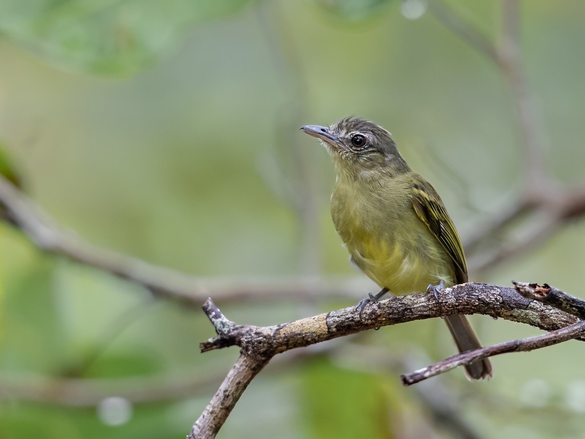 Yellow-olive Flatbill (Riverine) - ML632969172