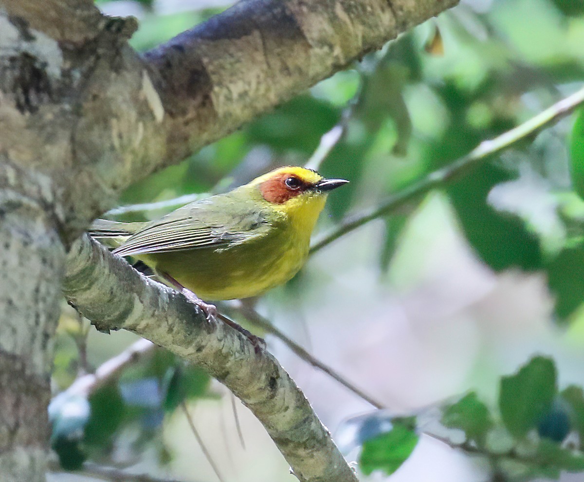 Golden-browed Warbler - ML632969174