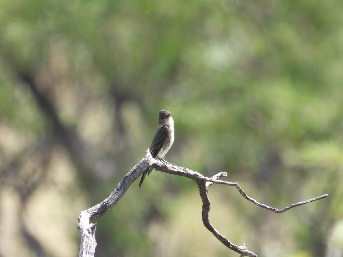 Olive-sided Flycatcher - ML632969223