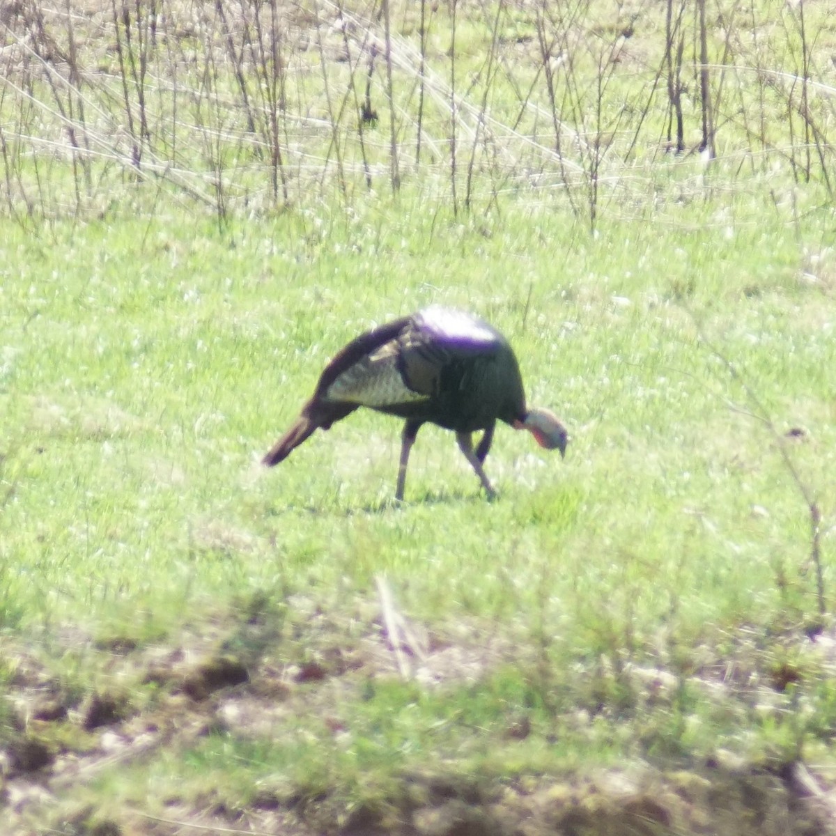 Wild Turkey - ML632969250
