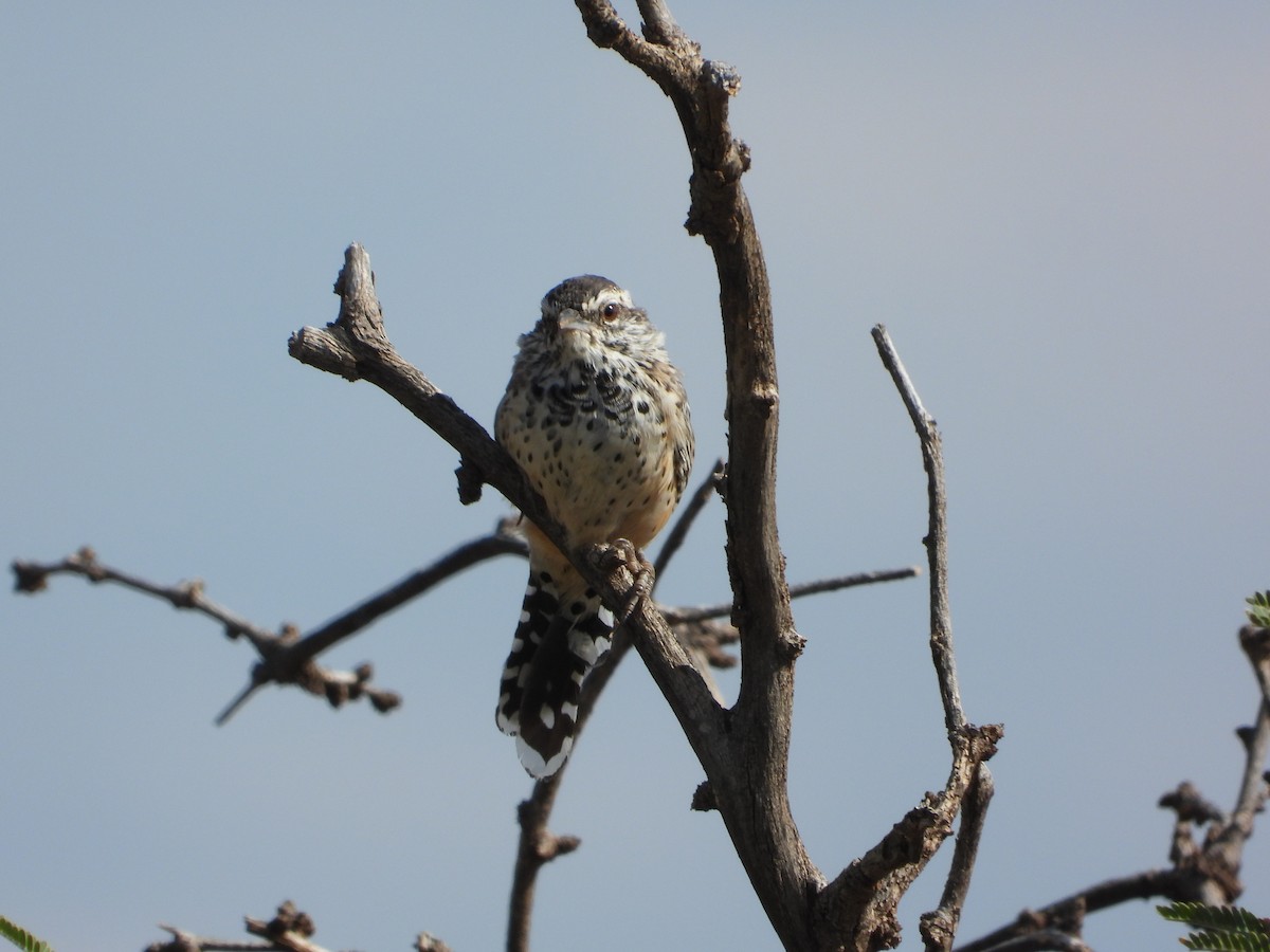 střízlík kaktusový - ML632969277