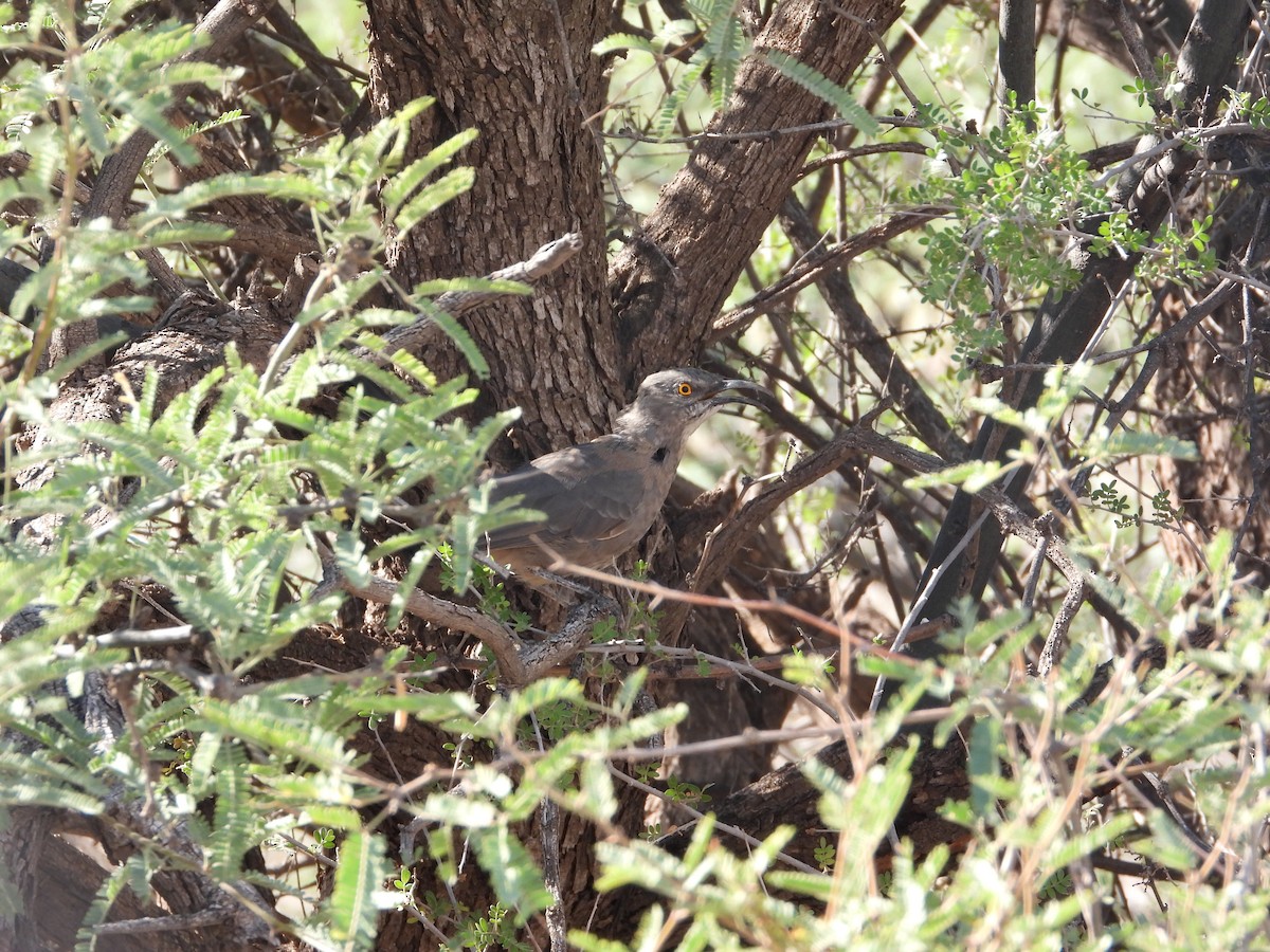 drozdec skvrnitoprsý - ML632969317