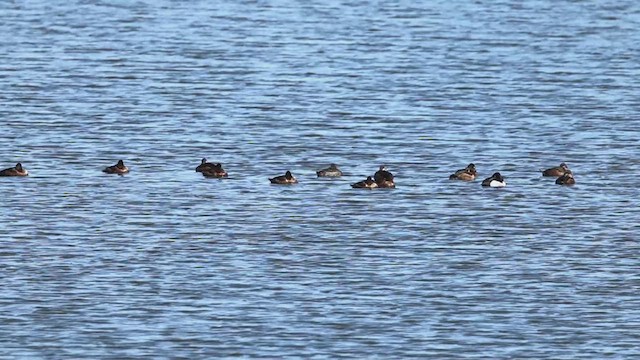 Ring-necked Duck - ML632969344