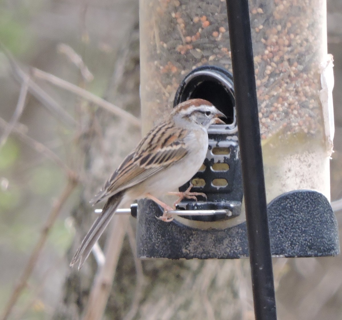 Chipping Sparrow - ML632969443