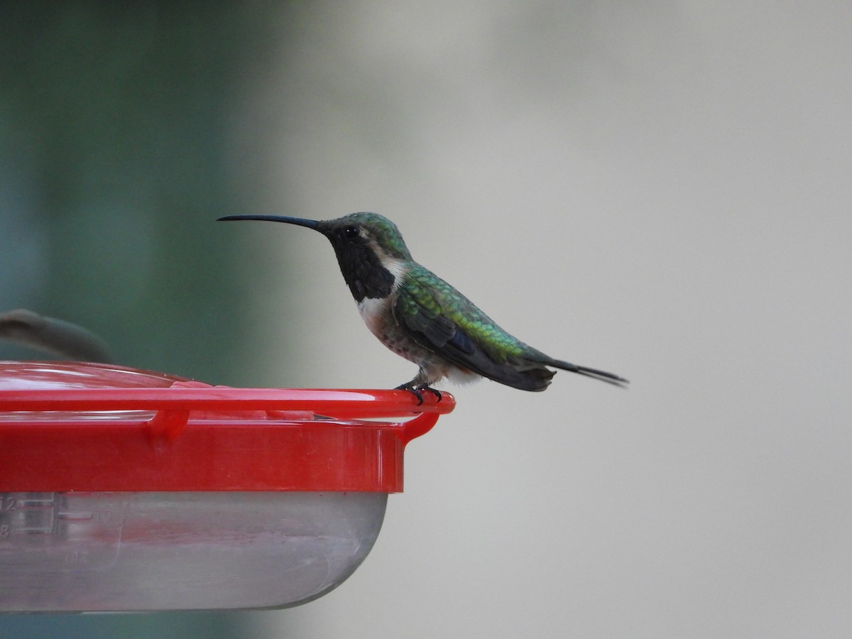 kalypta zelenoboká - ML632969513