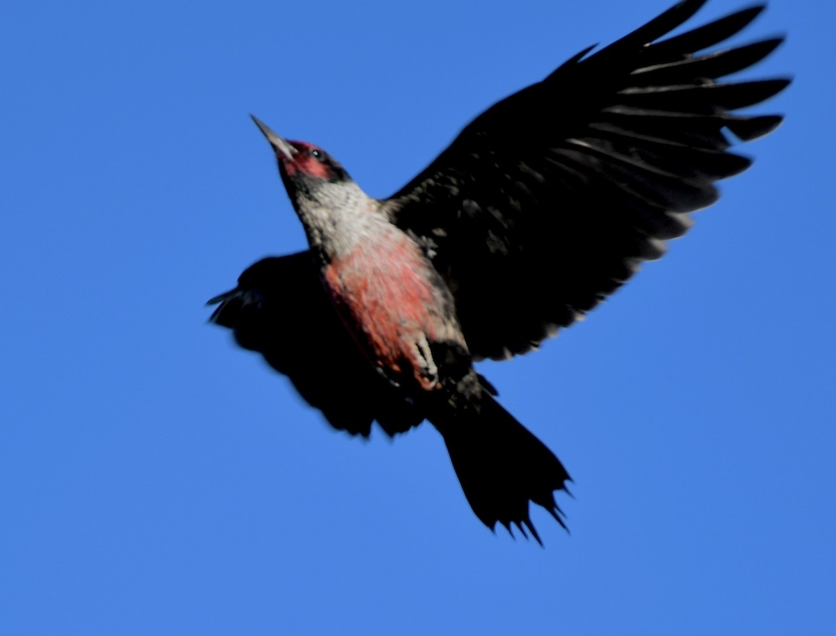 Lewis's Woodpecker - ML632969555