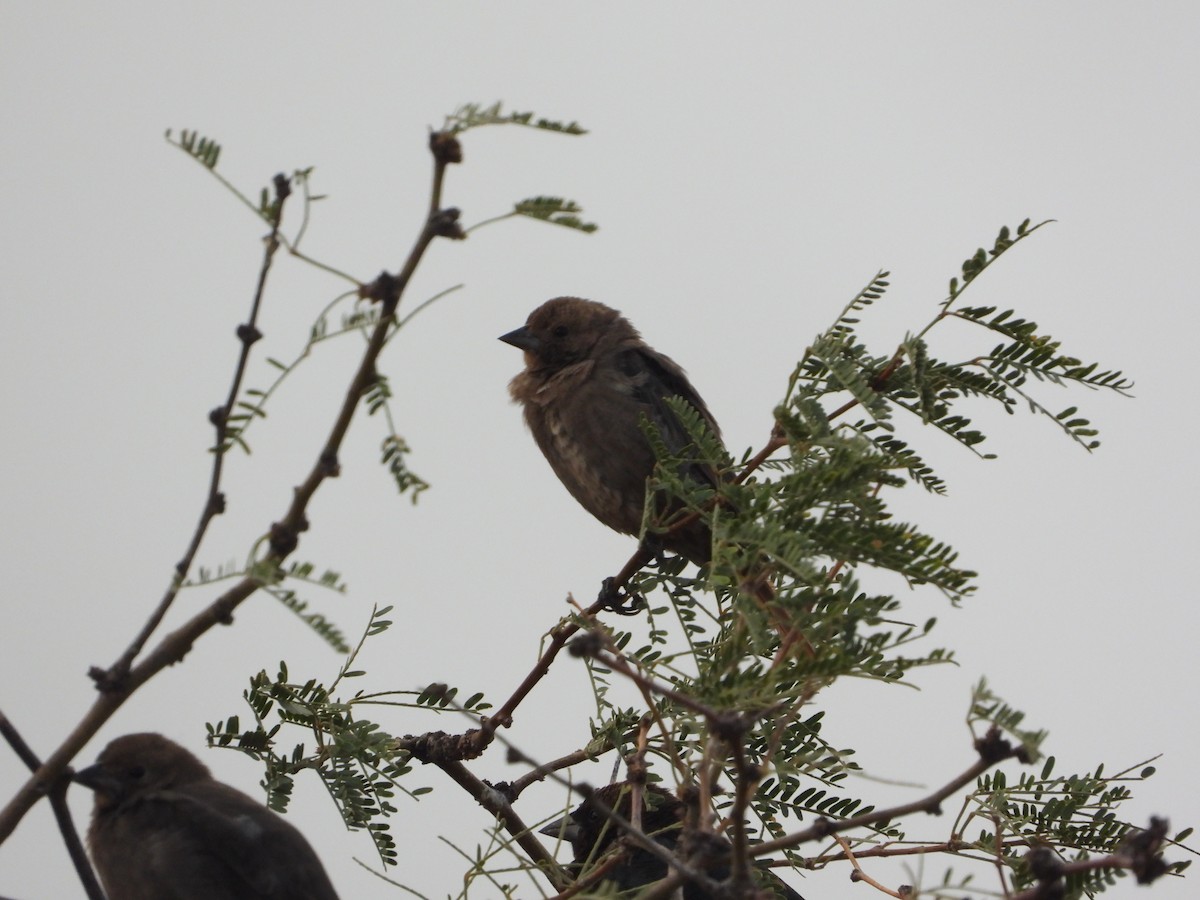 vlhovec hnědohlavý - ML632969567