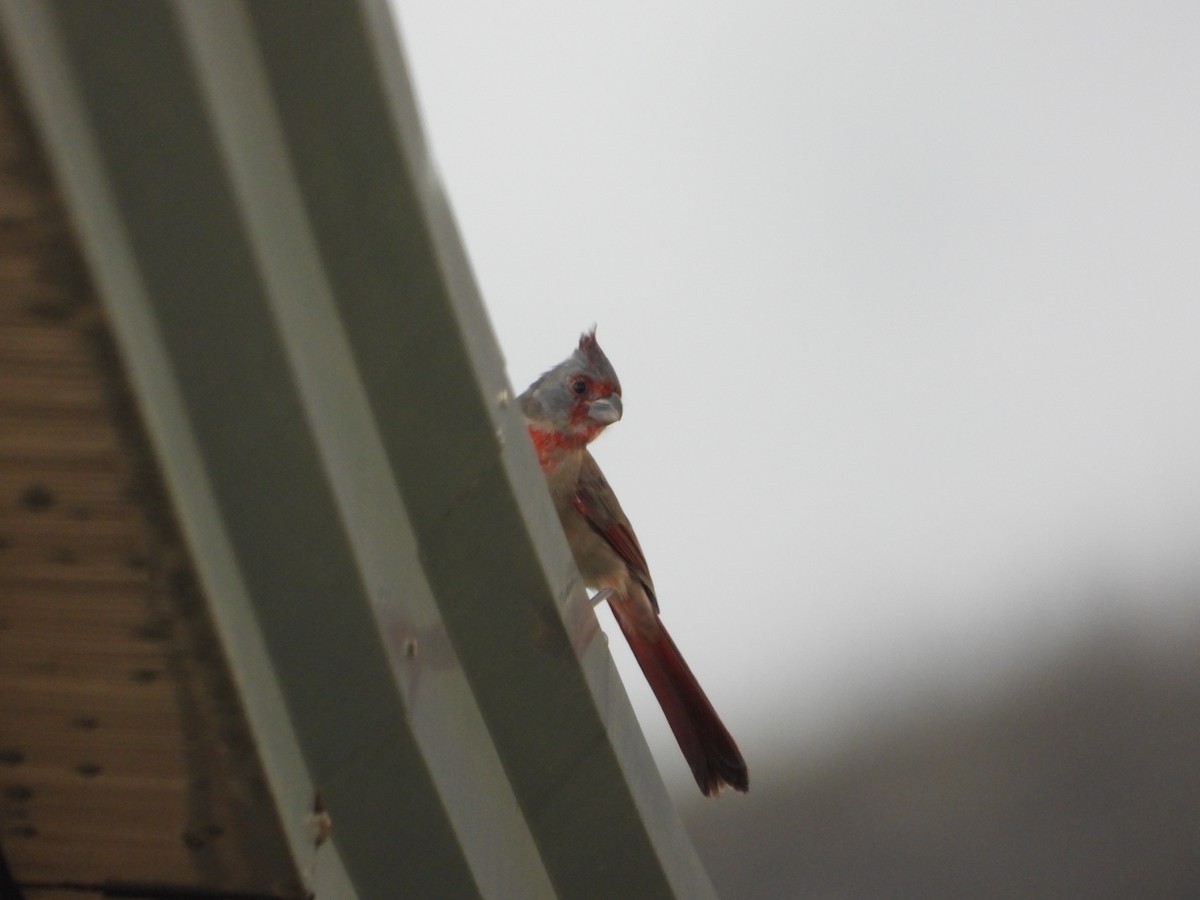 Pyrrhuloxia - ML632969604