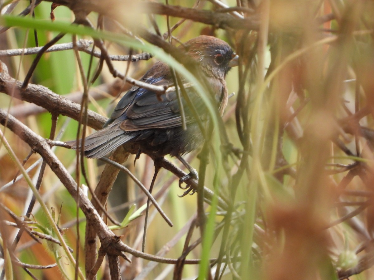 Varied Bunting - ML632969710