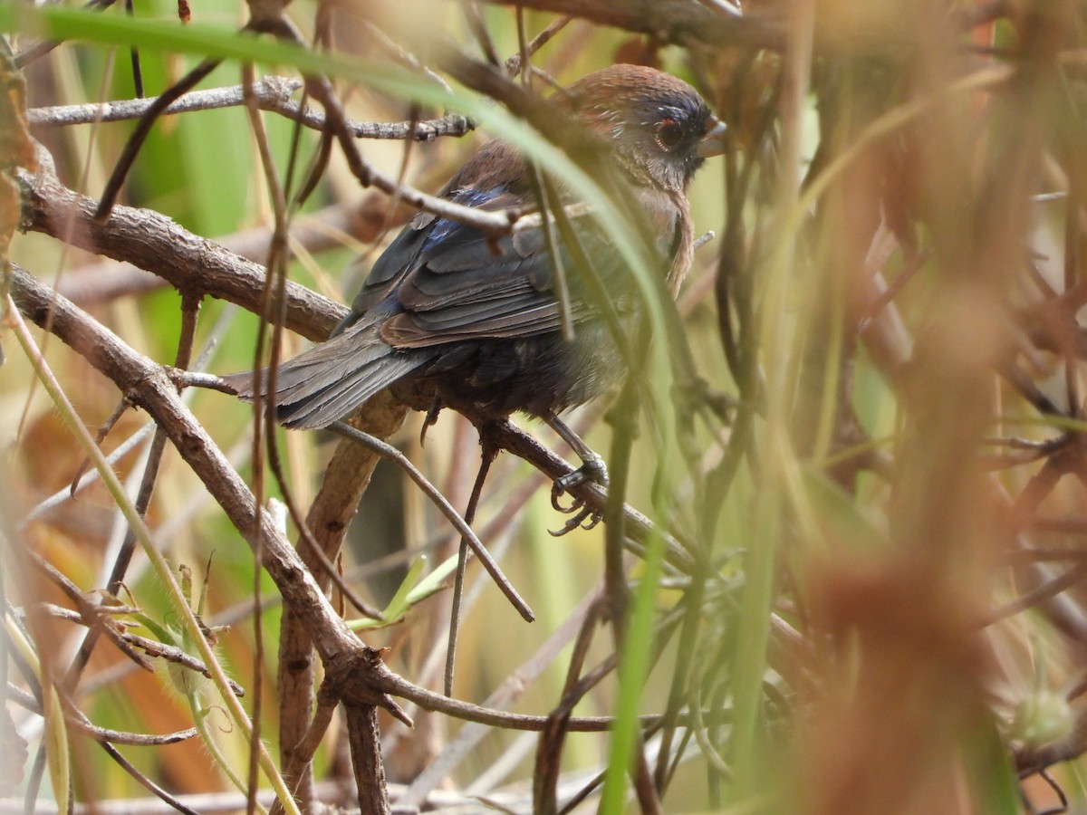 Varied Bunting - ML632969720