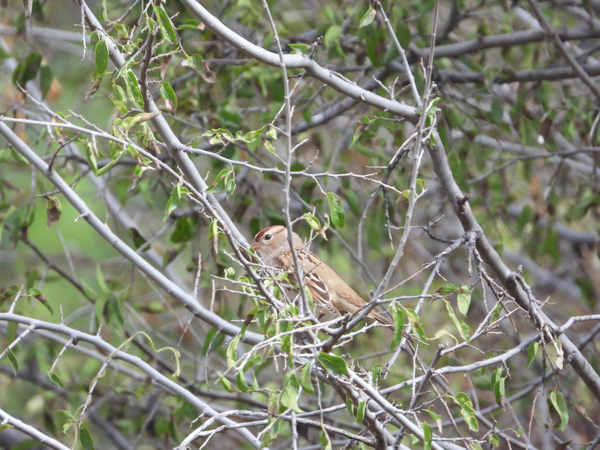 strnadec bělopásý - ML632969775