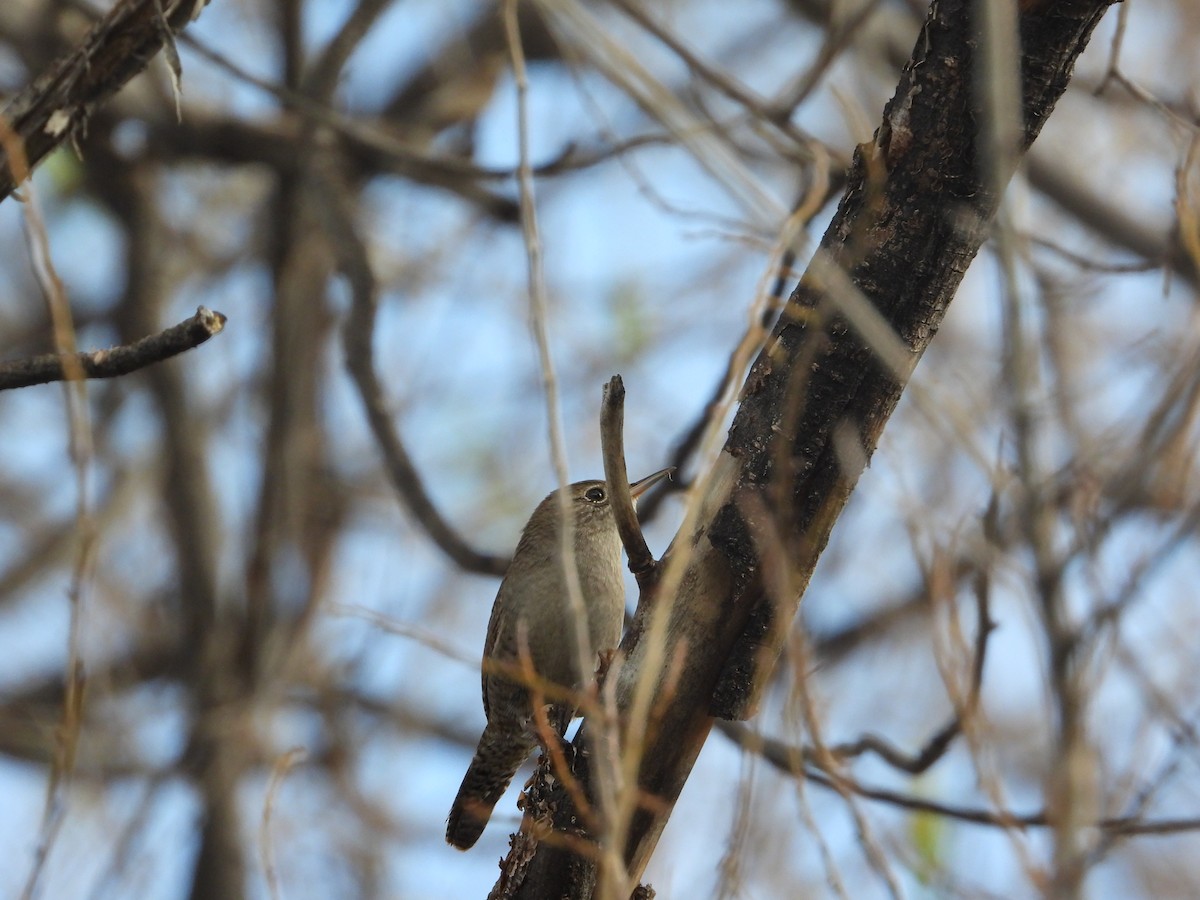 střízlík zahradní - ML632969804