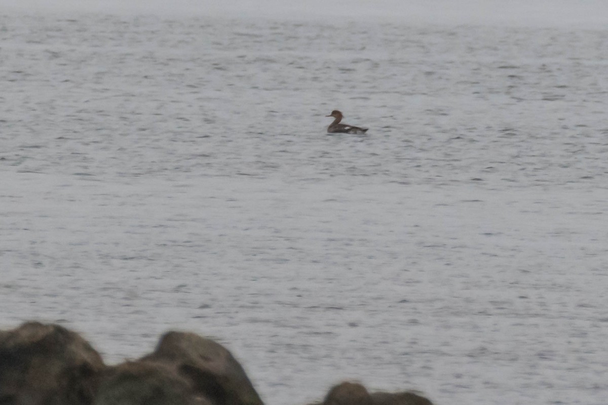 Red-breasted Merganser - ML632969840
