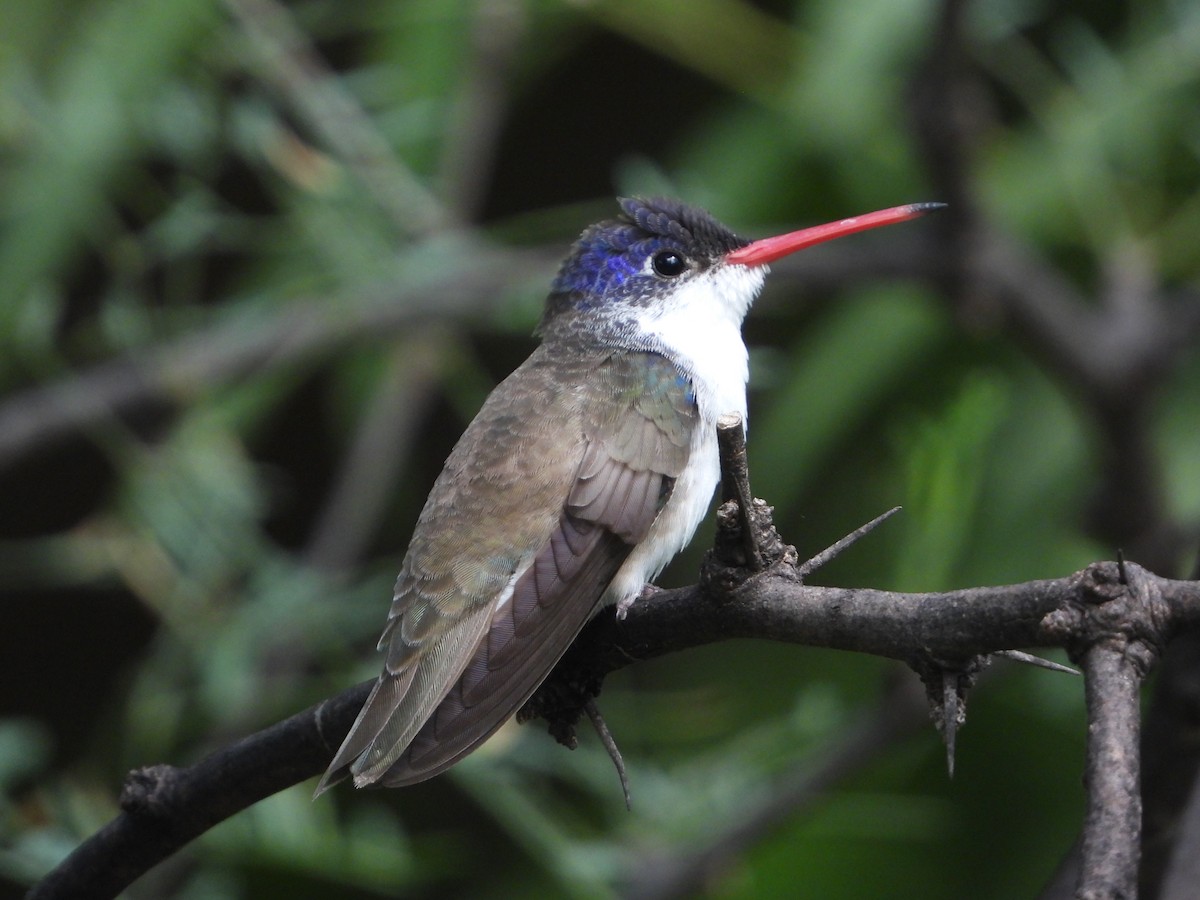 kolibřík fialovokorunkatý - ML632969842