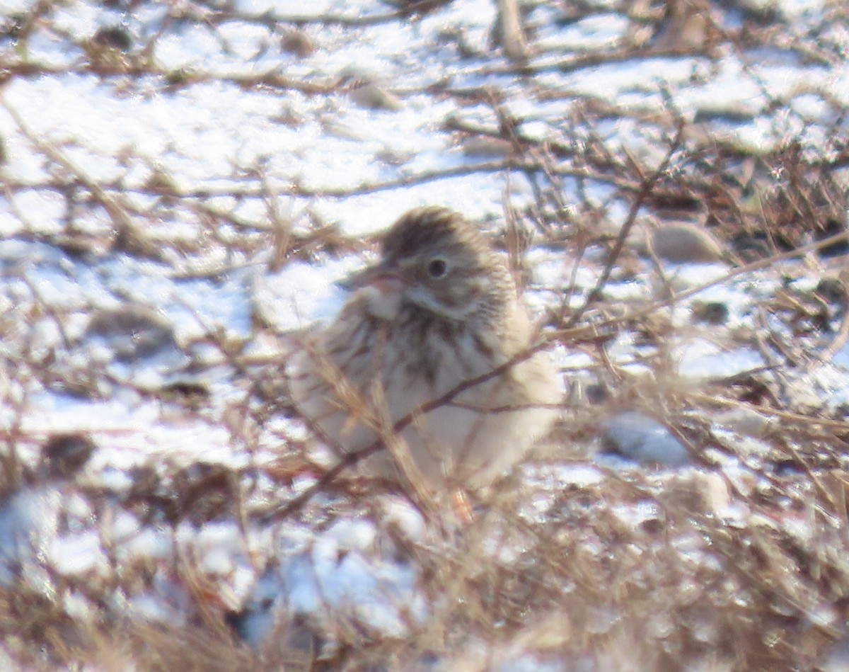 Vesper Sparrow - ML632969942