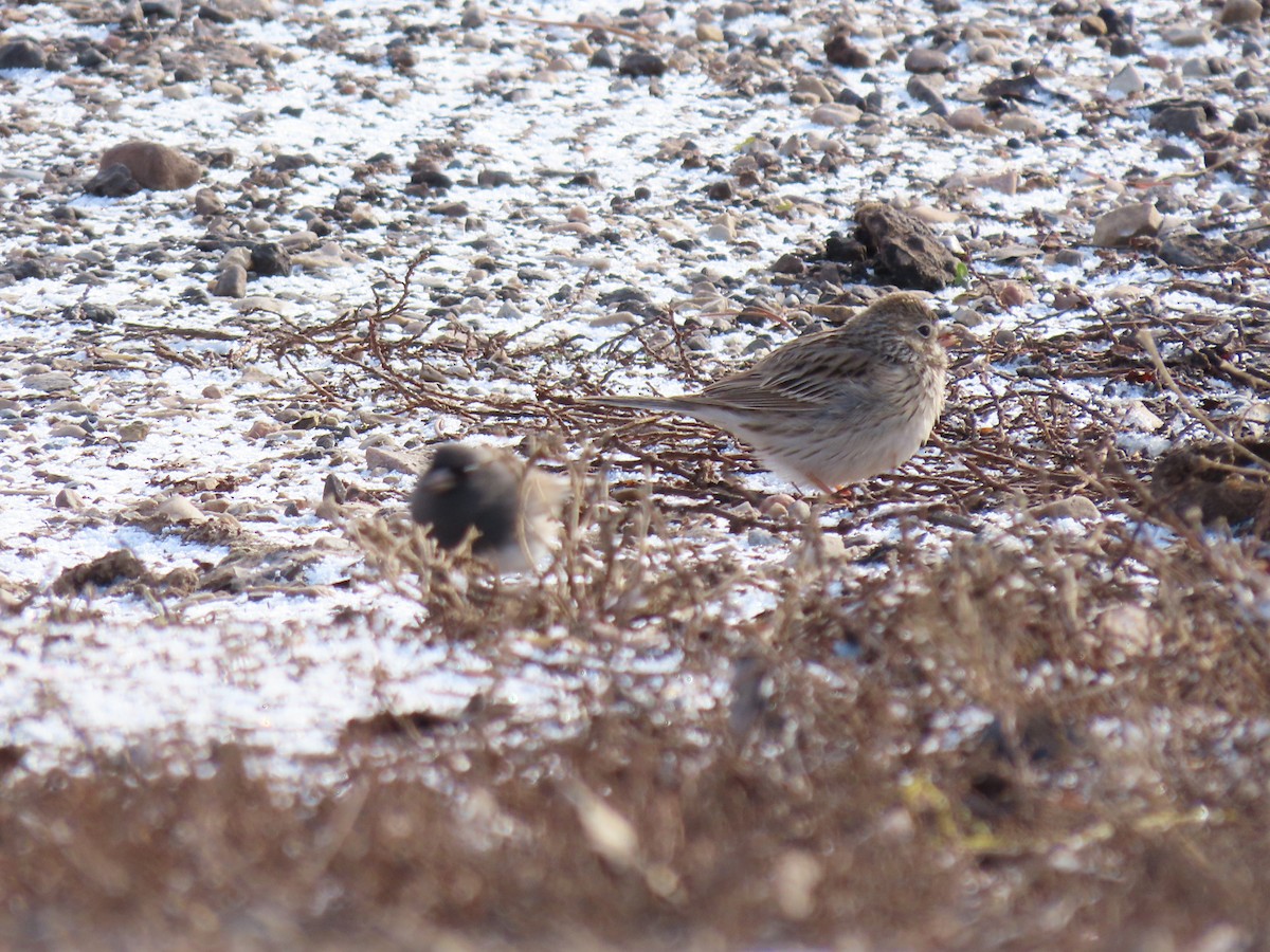Vesper Sparrow - ML632969996