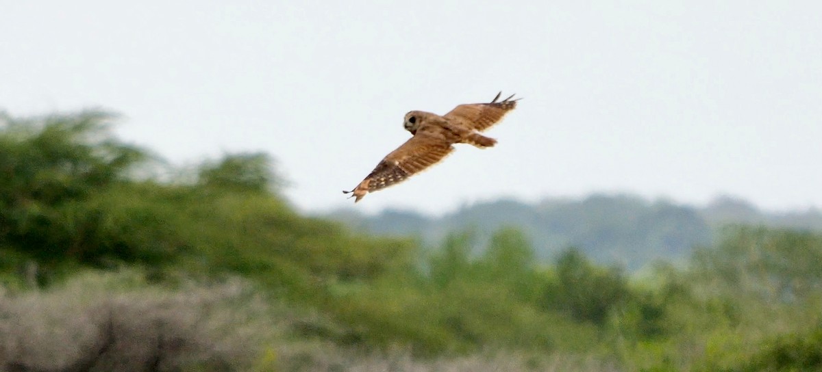 Hibou du Cap - ML632970103
