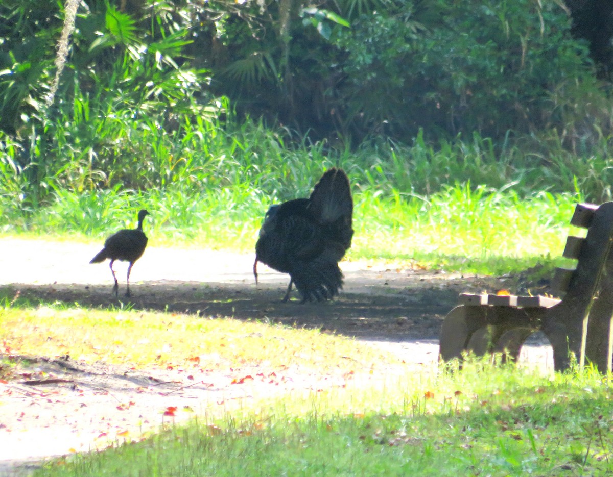 Wild Turkey - ML632970234