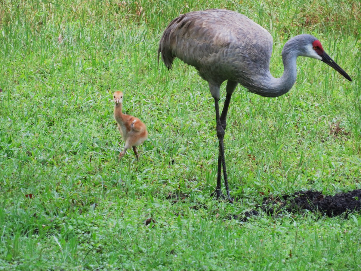 Sandhill Crane - ML632970261