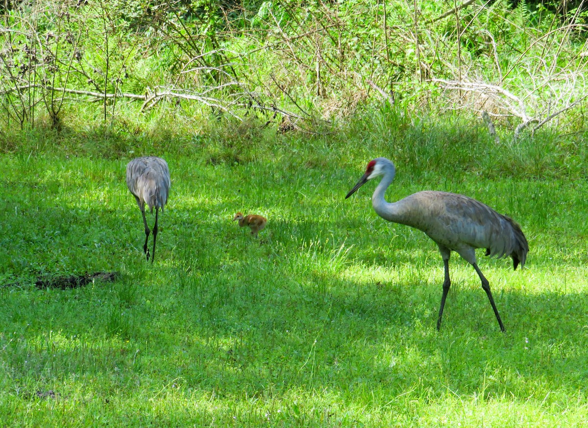 Sandhill Crane - ML632970267