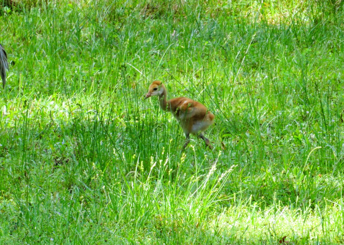Sandhill Crane - ML632970270