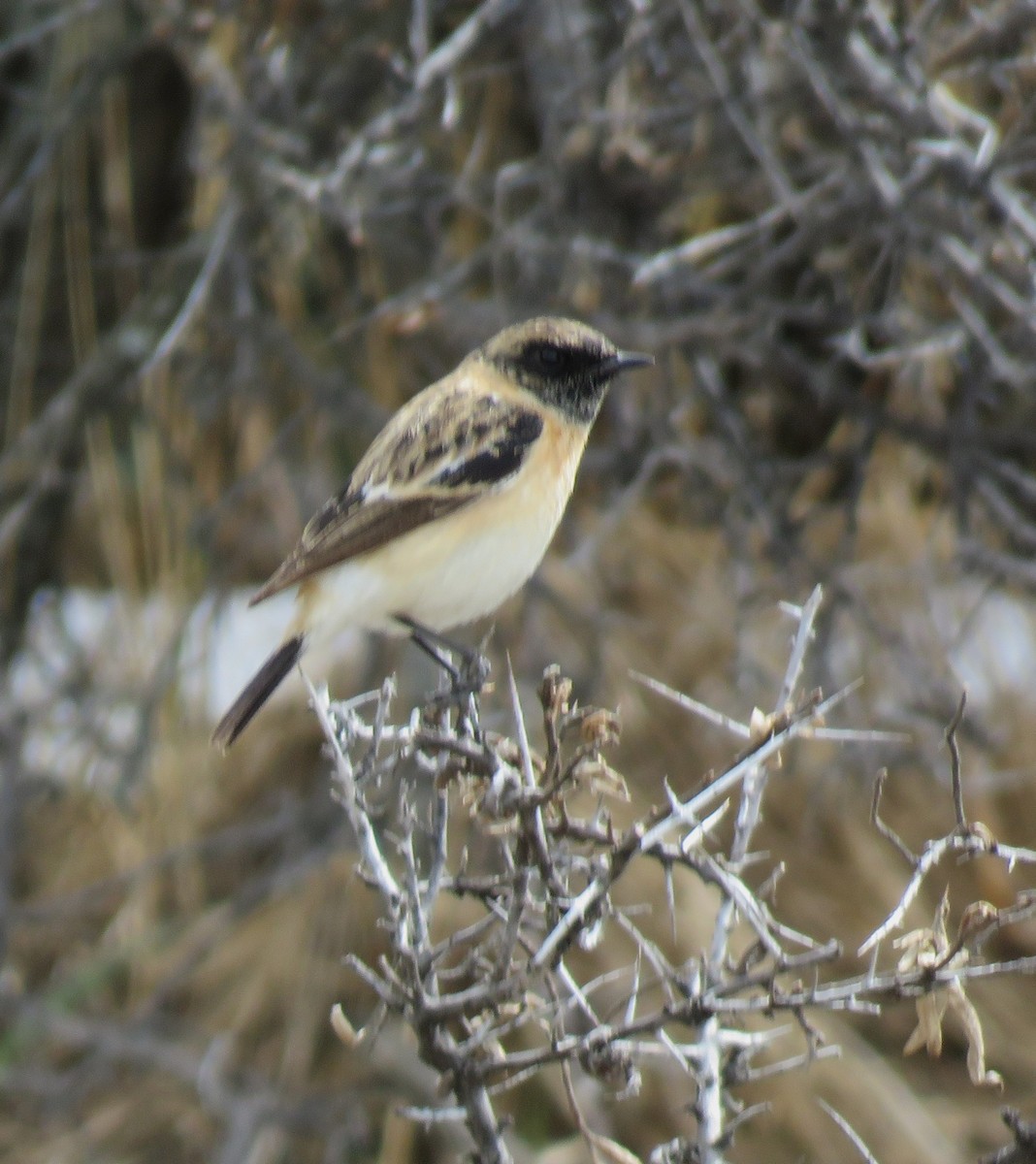 Siberian Stonechat (Siberian) - ML632970284