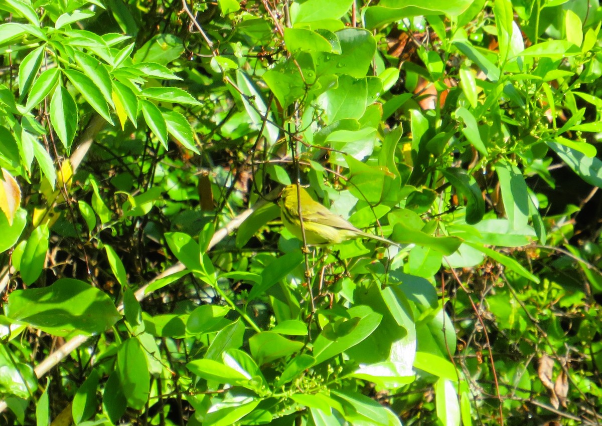 Prairie Warbler - ML632970288