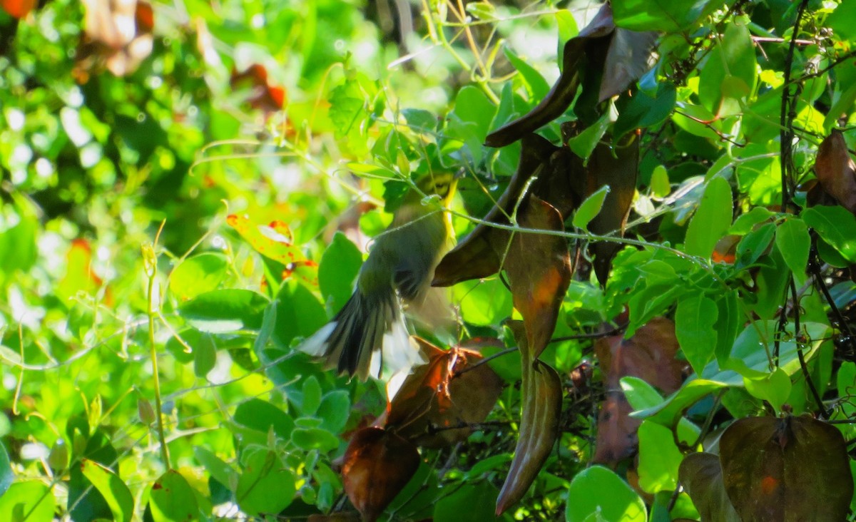 Prairie Warbler - ML632970300