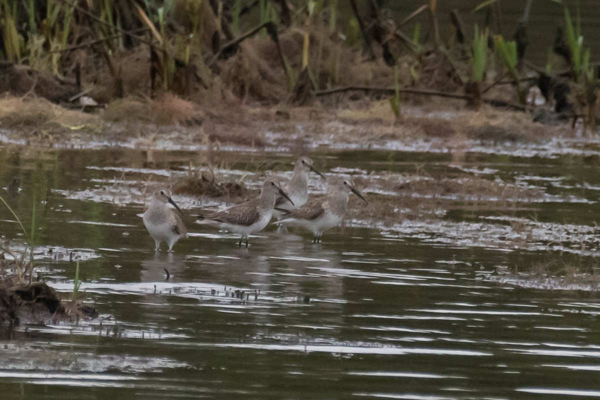 Dunlin - ML632970313
