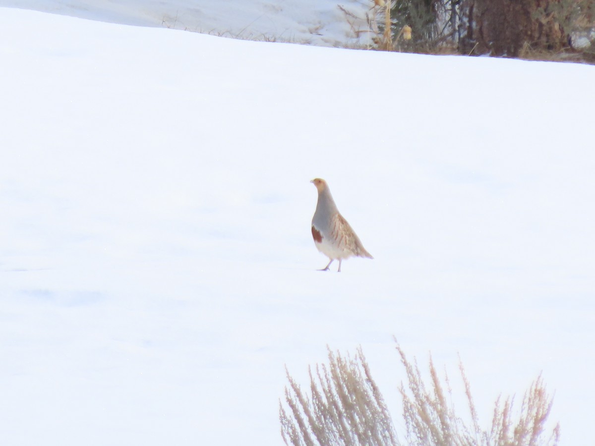 Gray Partridge - ML632970334