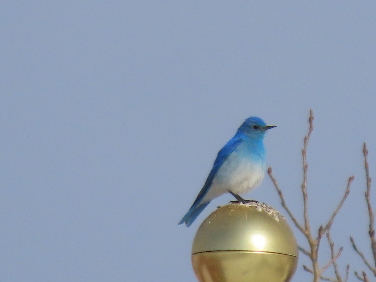 Mountain Bluebird - ML632970375