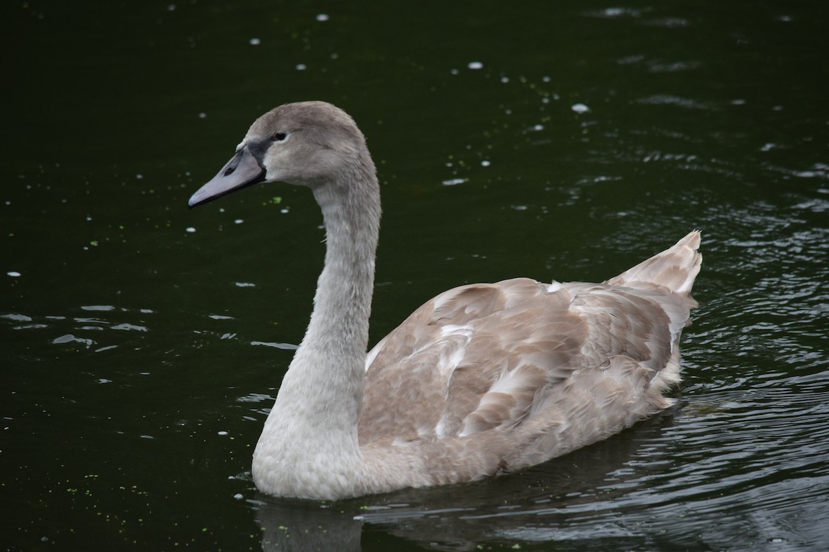 Cigno reale - ML632970376