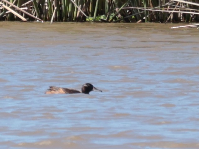 Black-headed Duck - ML632970469