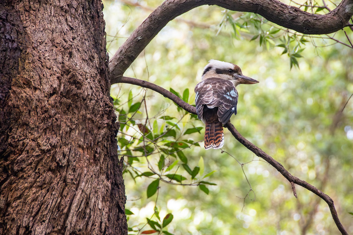 ledňák obrovský - ML632970474