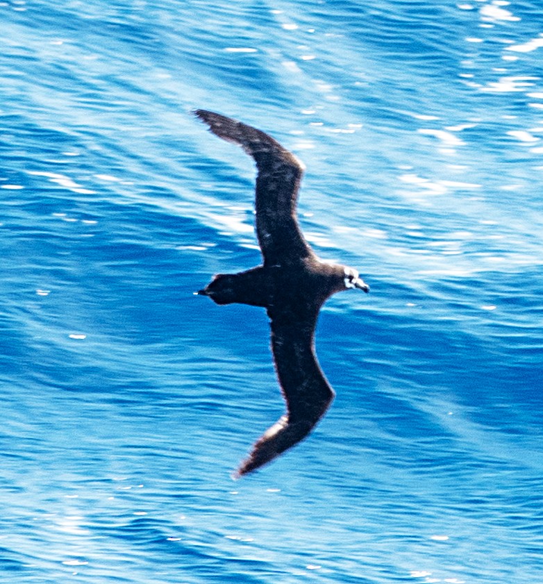 Spectacled Petrel - ML632970537