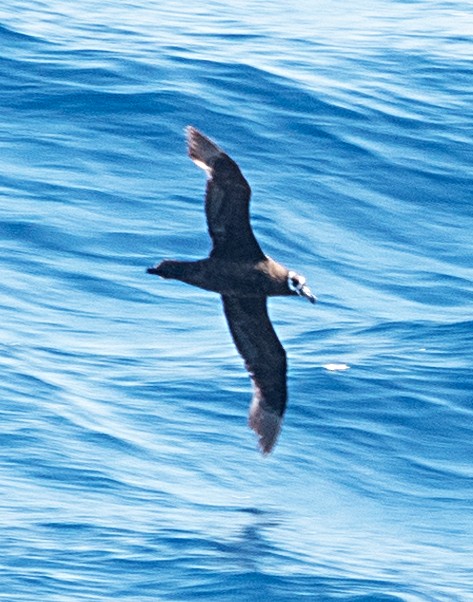 Spectacled Petrel - ML632970538