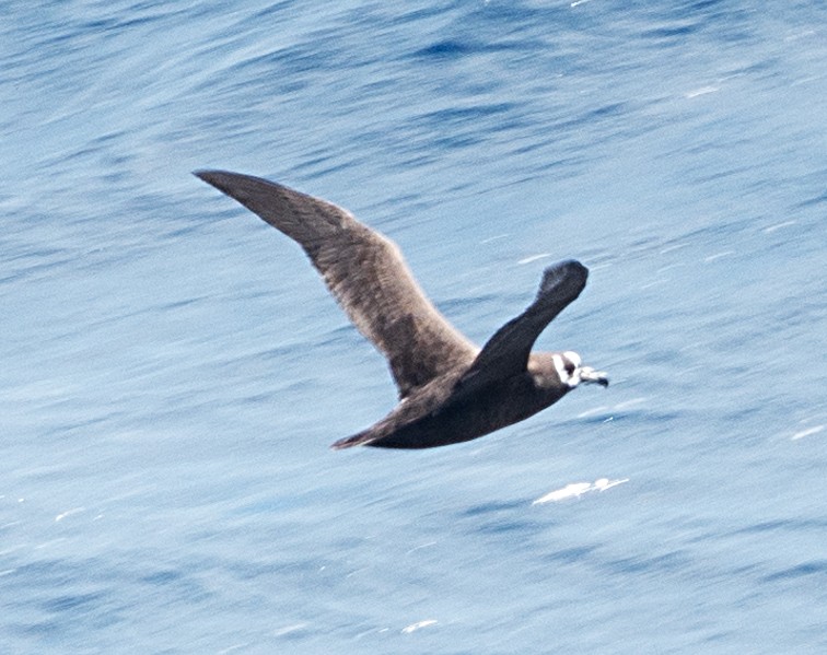 Spectacled Petrel - ML632970539