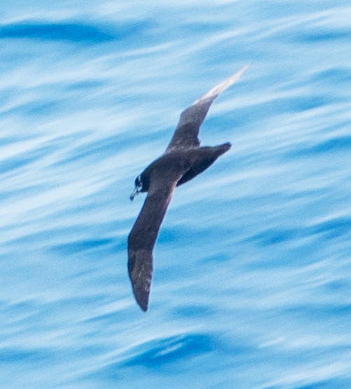 Spectacled Petrel - ML632970540