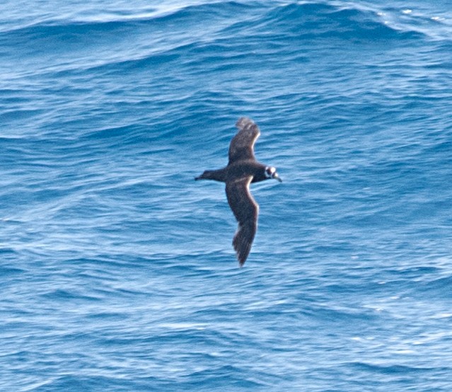 Spectacled Petrel - ML632970541