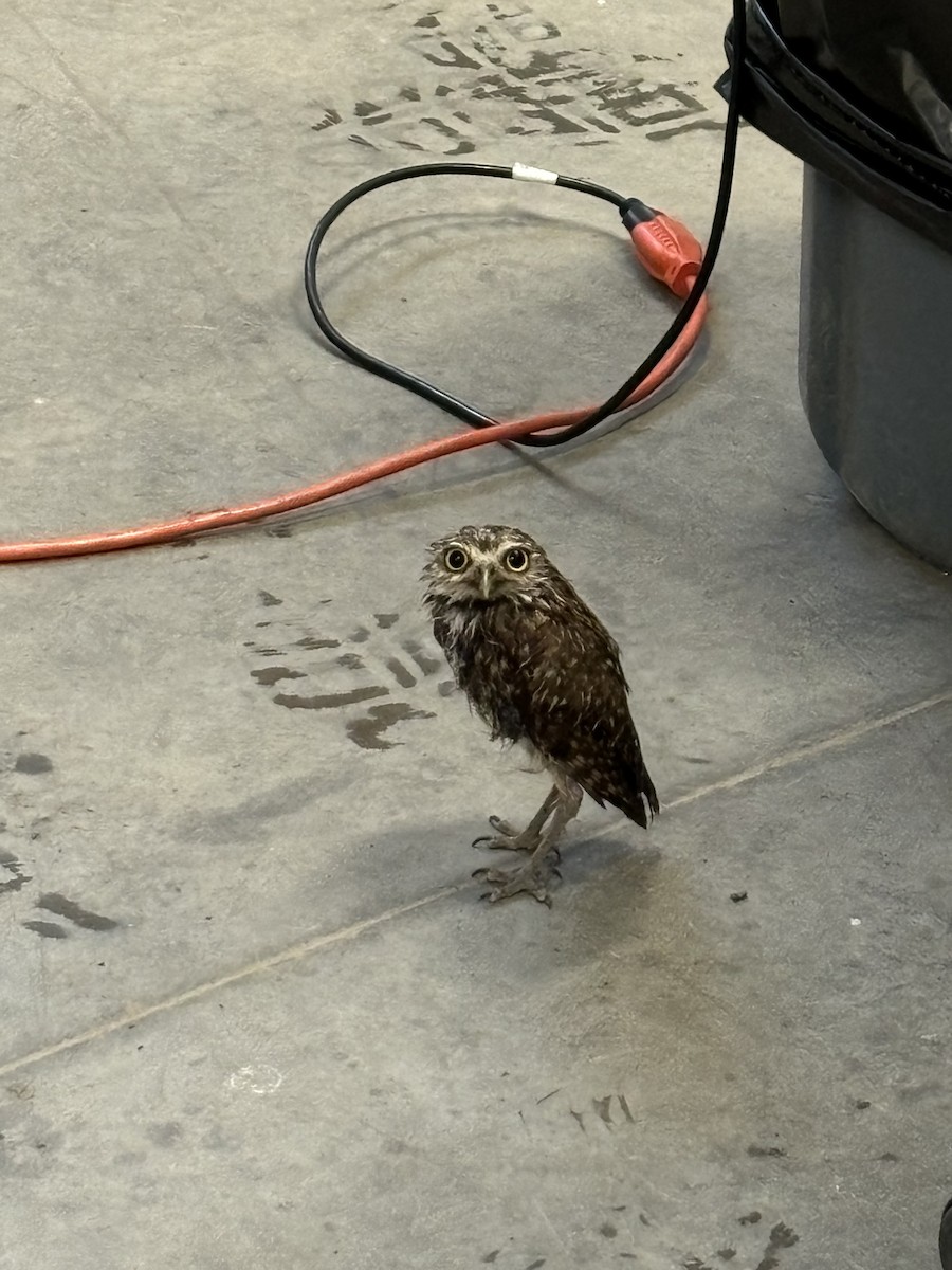 Burrowing Owl - ML632970628