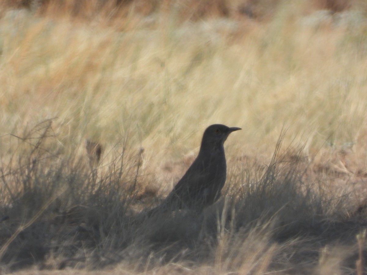 drozdec sonorský - ML632970638