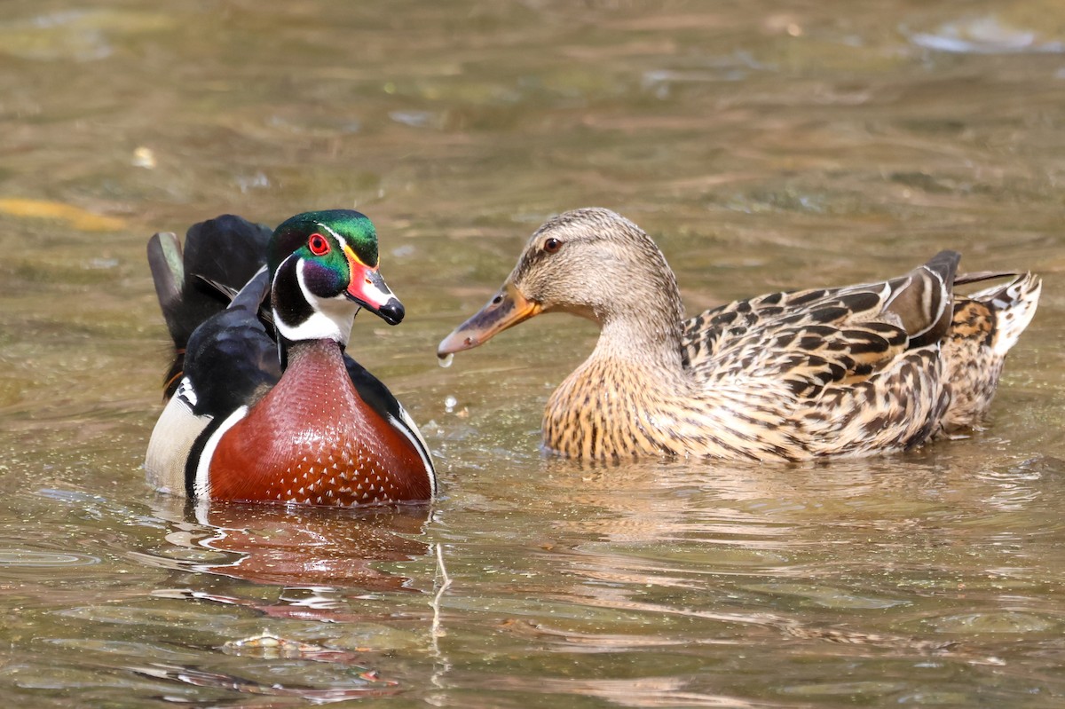 Wood Duck - ML632970640