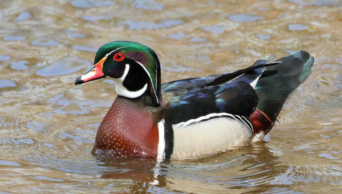 Wood Duck - ML632970641