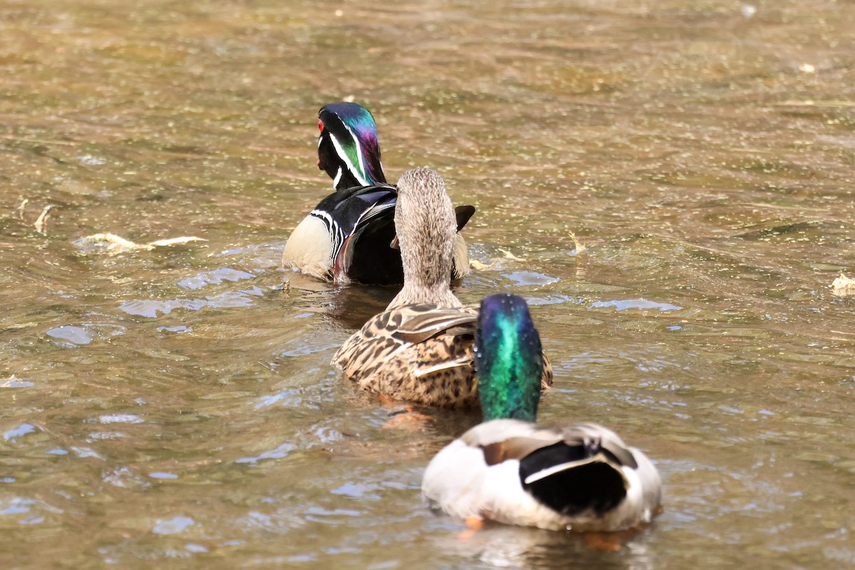 Wood Duck - ML632970642