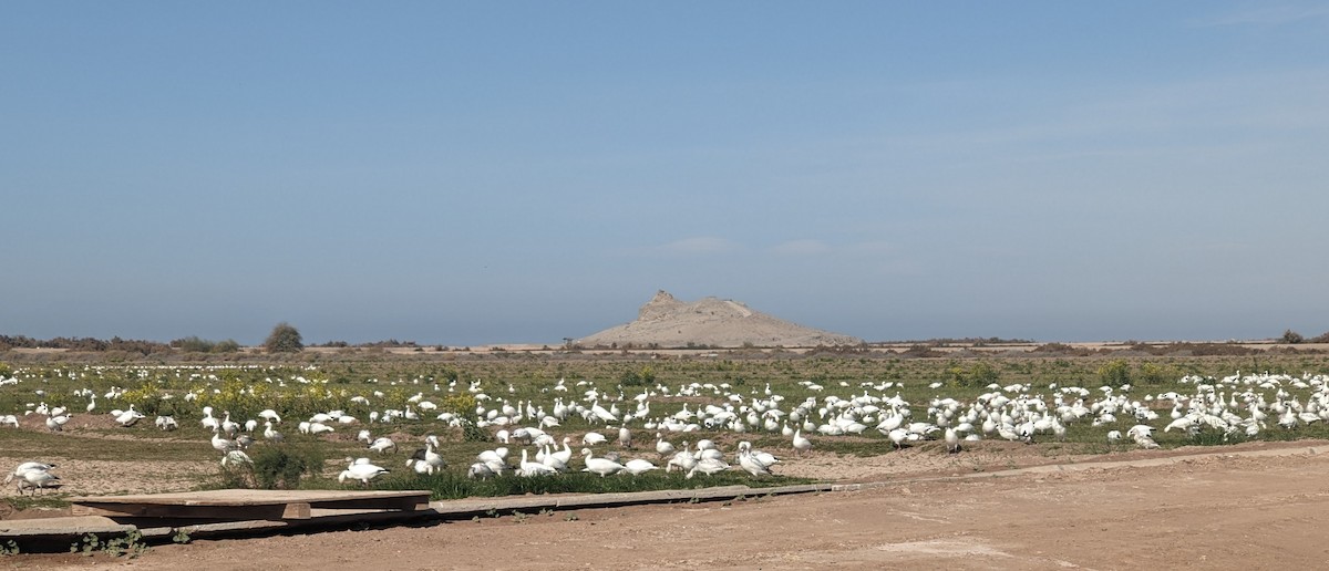 Snow Goose - Richard Stanton