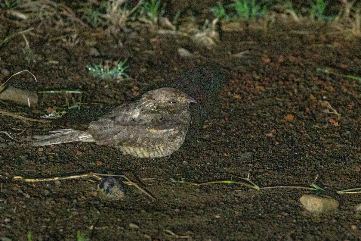 Plain Nightjar - ML632970728