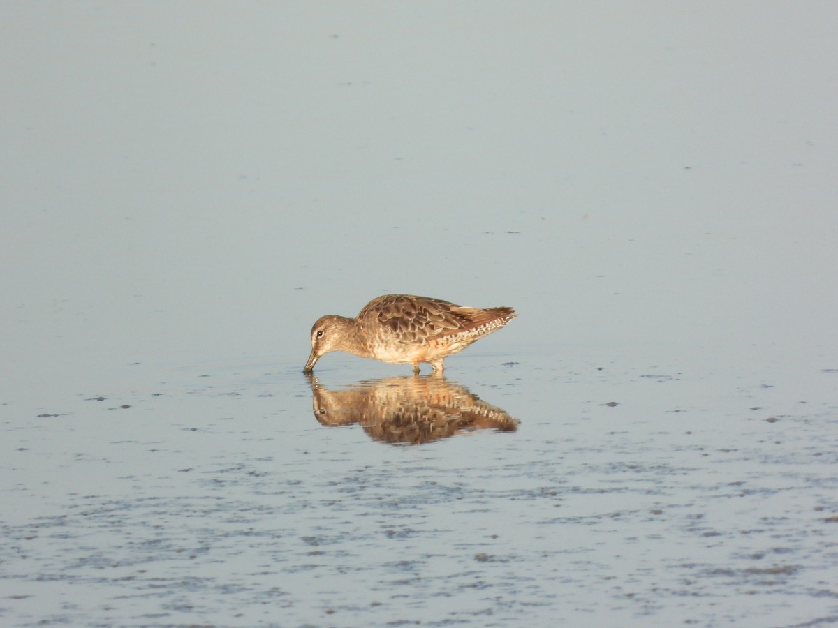 slukovec dlouhozobý - ML632970739