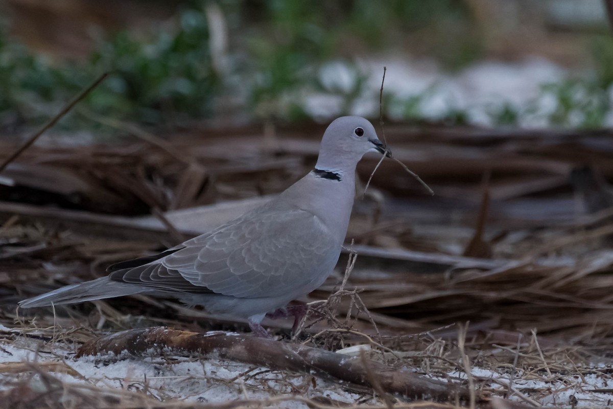 Eurasian Collared-Dove - ML632970766