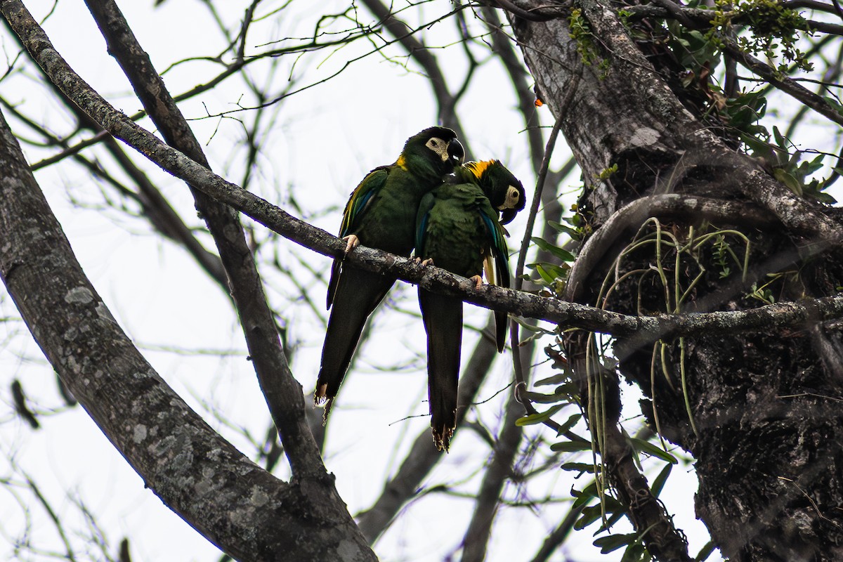 Yellow-collared Macaw - ML632970780