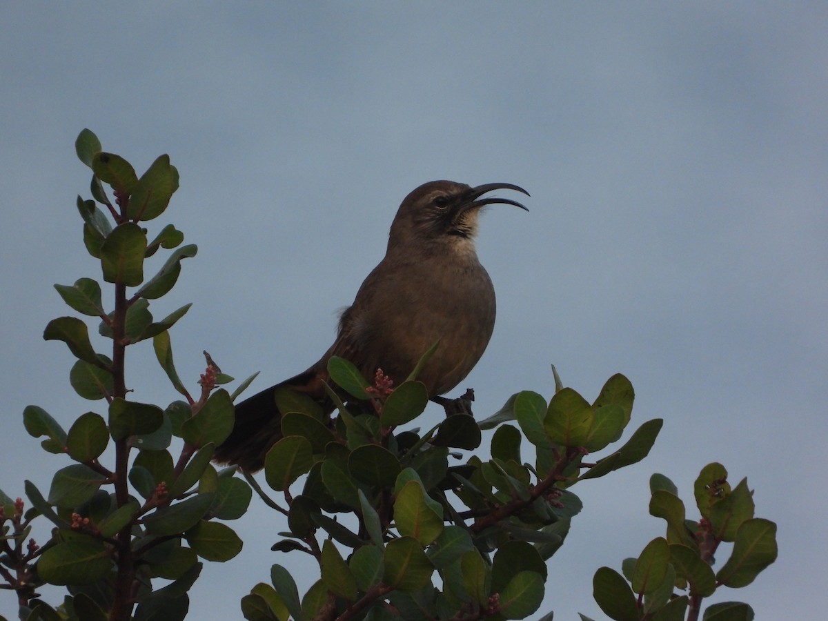 drozdec kalifornský - ML632970843